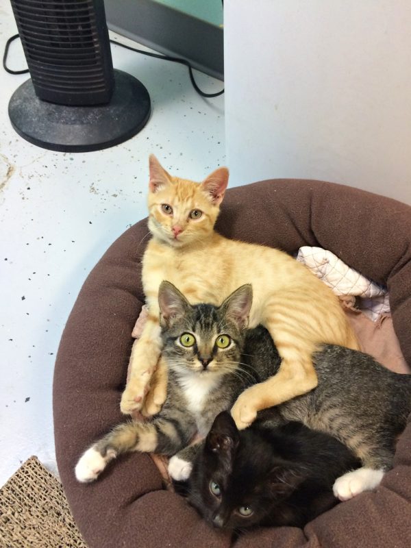 gatitos de rescate de nueva orleans