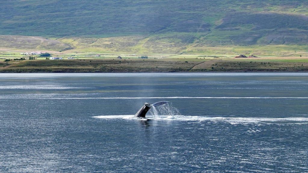 Aventura al aire libre en Islandia: avistamiento de ballenas